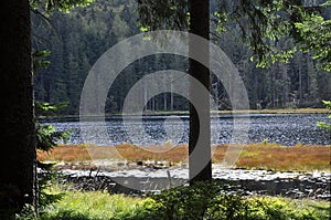 Cutout of the GroÃ¯Â¿Â½er Arbersee with quagmire in the Bavarian Forest