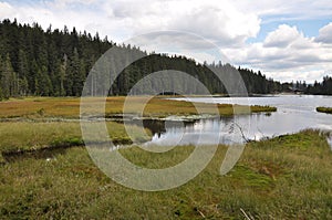 Cutout of the Grosser Arbersee with quagmire in the Bavarian Forest photo