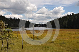 Grosser Arbersee with quagmire in the Bavarian Forest photo