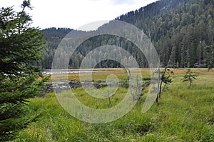 GroÃÅ¸sser Arbersee with quagmire in the Bavarian Forest photo