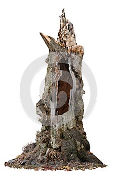 Cutout hollow tree. Ancient tree trunk