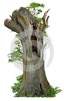 Cutout hollow tree. Pruned tree