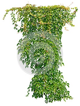 Cutout ivy with lush green foliage