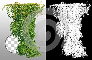 Cutout ivy with lush green foliage