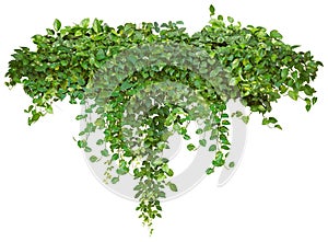 Cutout ivy with lush green foliage
