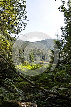 Cutout of the Kleiner Arbersee with view to the Groï¿½er Arber