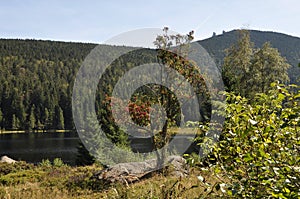 Cutout of the Kleiner Arbersee with view to the Groï¿½er Arber