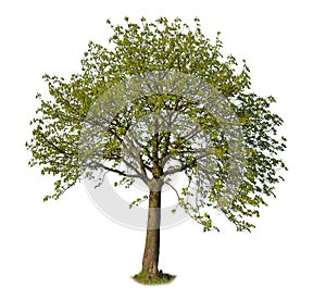 Cutout Linden tree with green leaves in spring, isolated on white background