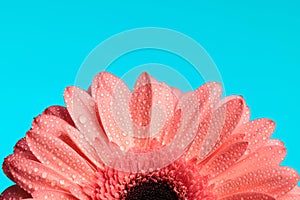 cutout picture of pink gerbera daisy flower with waterdroplets and essential oils