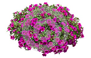 Cutout pink flowers. Petunia