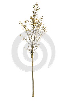 Cutout of a Spring Tree isolated on white background