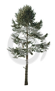 Cutout Spruce tree isolated on white background