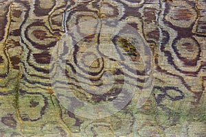 Cutout of stem rings, wooden log close-up. wood  texture background