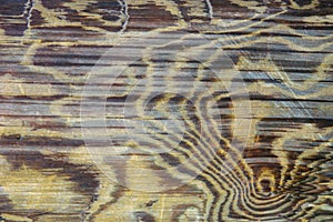 Cutout of stem rings, wooden log close-up. wood  texture background