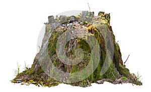 Cutout tree stump. Mossy trunk photo
