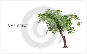 Cutout tree for use as a raw material for editing work with copy space for text. Isolated deciduous tree on a white background