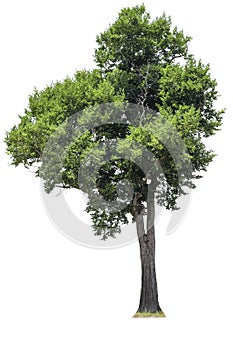 Cutout tree for use as a raw material for editing work. isolated beautiful fresh green deciduous almond tree on white background