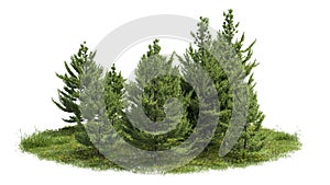 Cutout trees. Garden design isolated on white background. Decorative shrub for landscaping. Clipping mask available for