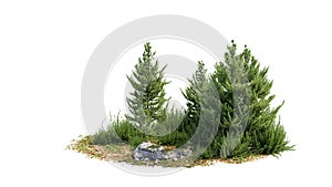 Cutout trees. Garden design isolated on white background. Decorative shrub for landscaping. Clipping mask available for