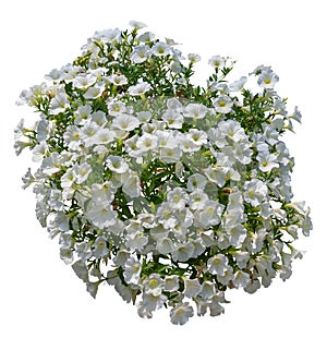 Cutout white flowers. Petunia
