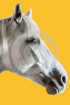 Cutout of white horse against isolated yellow background