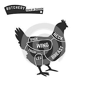 Cuts of chicken butcher diagram