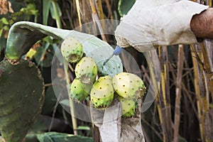Cuts off a Prickly Pear