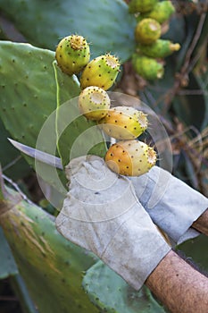 Cuts off a Prickly Pear