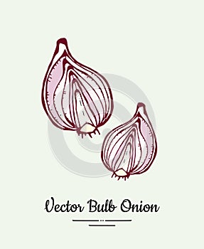 Cutted bulb red onion hand drawn vector illustration. Modern line ink vegetable onion halves isolated logo icon banner