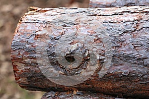 Cutted pine tree logs in the forest