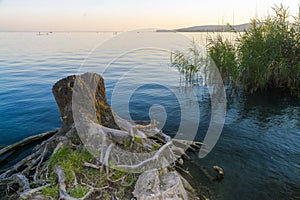 Cutted stump at the beach of lake Balaton photo