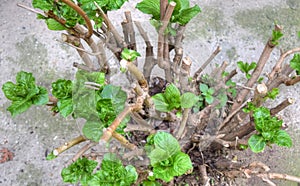 Cutted tree blossoming