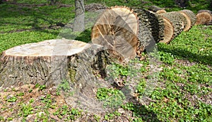 Cutted tree. Cutting a tree with a chainsaw