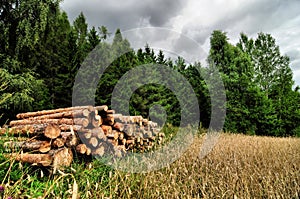 Cutted trees logs stored next to a forest and grain field photo
