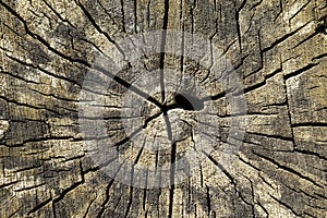 Cutted wood texture
