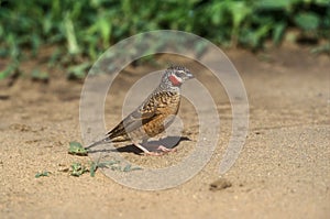 Cutthroat finch, Amadina fasciata