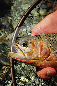 Cutthroat Trout photo