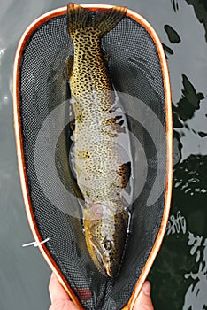 Cutthroat Trout