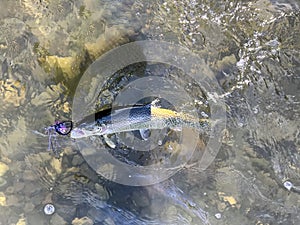 Cutthroat trout being reeled in on a clear river during early winter fishing season