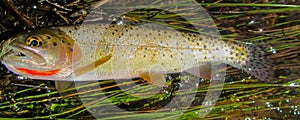 Cutthroat trout Caught on Dry Fly Lies on Grassy Streamside