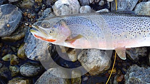 Cutthroat Trout Caught Fly Fishing Laying on Rocky Stream side