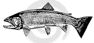 Cutthroat trout fish on white background