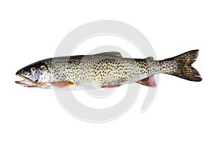 Cutthroat Trout in Perfect Condition on white background