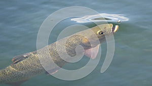 Cutthroat Trout Rising