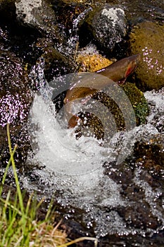 Cutthroat Trout spawning fish