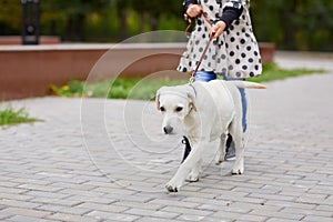 A cuttie dog playing with owner outdoors. Animal concept.