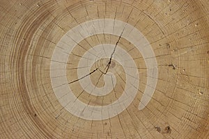 Cutting of ancient wood