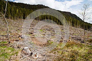 Cutting area in Funasdalen Harjedalen Sweden