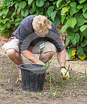 Cutting Asparagus Tips