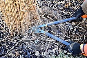 Cutting back of ornamental grass
